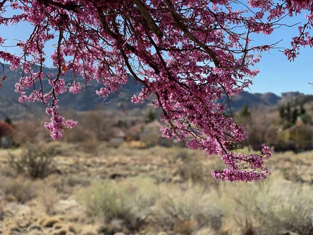 A picture of a redbud tree in front of a mountain range